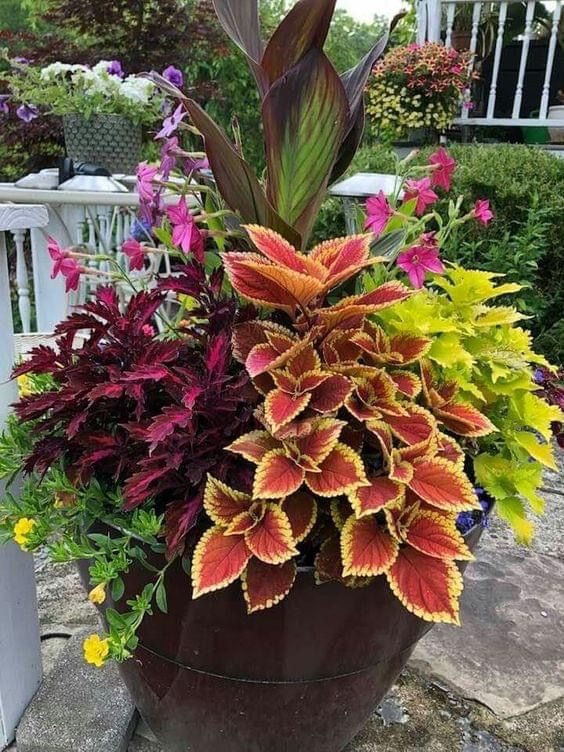 Coléus Colorido – Coração-Magoado 300 Sementes Raras para Cultivo em Casa, Jardim ou Paisagismo
