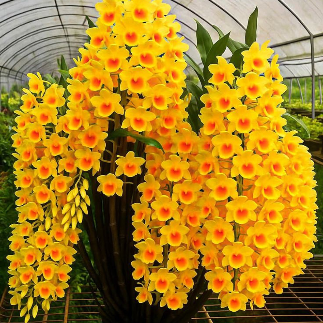 Kit 2 Mudas De Orquidea Thyrsiflorum E Agregatum