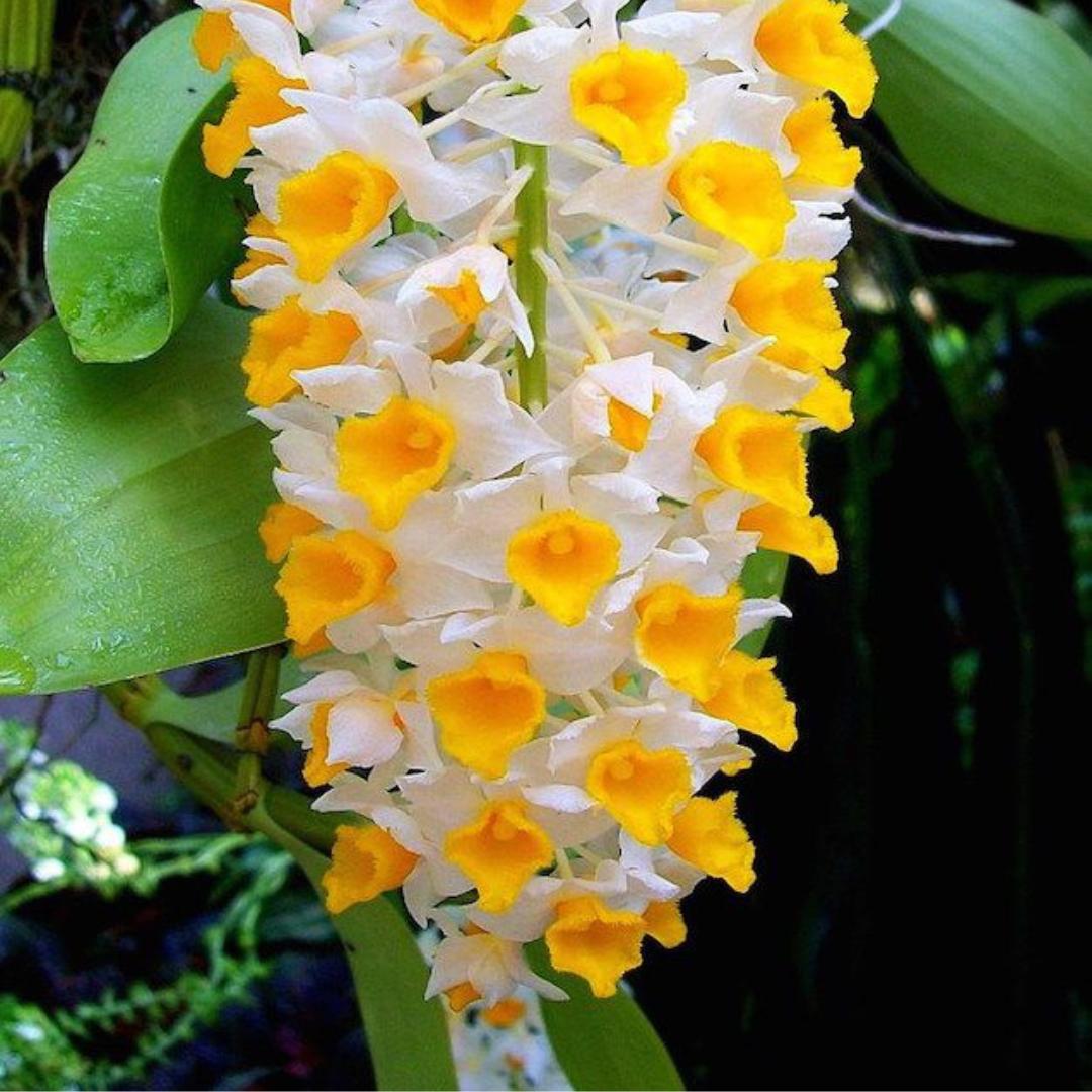 Kit 2 Mudas De Orquidea Thyrsiflorum E Agregatum