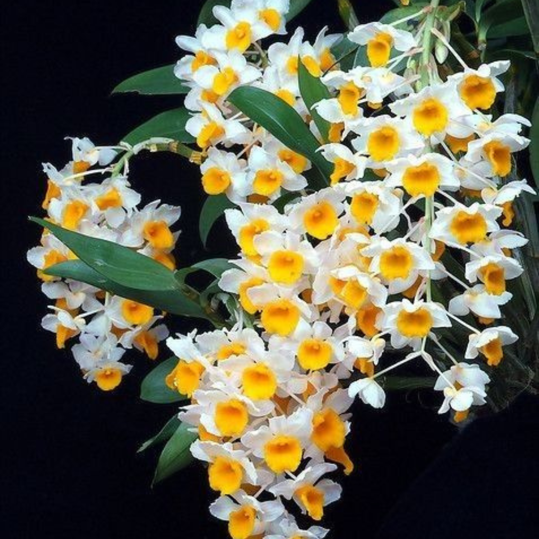 Kit 2 Mudas De Orquidea Thyrsiflorum E Agregatum