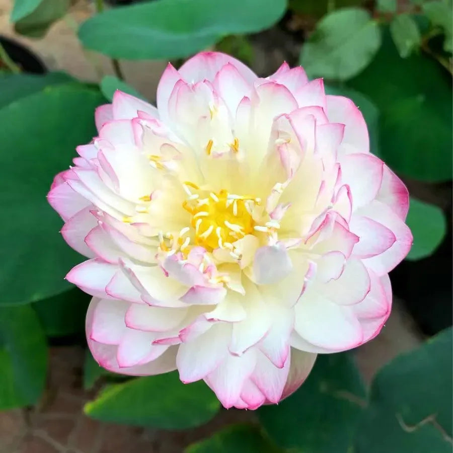 Flor de Lotus Significado De Pureza - Sementes Selecionadas