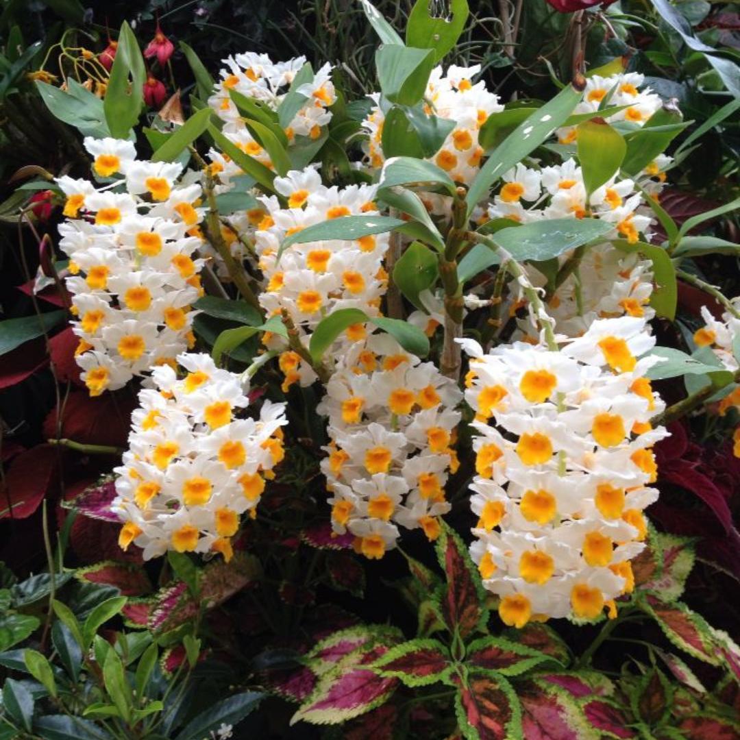 Kit 2 Mudas De Orquidea Thyrsiflorum E Agregatum