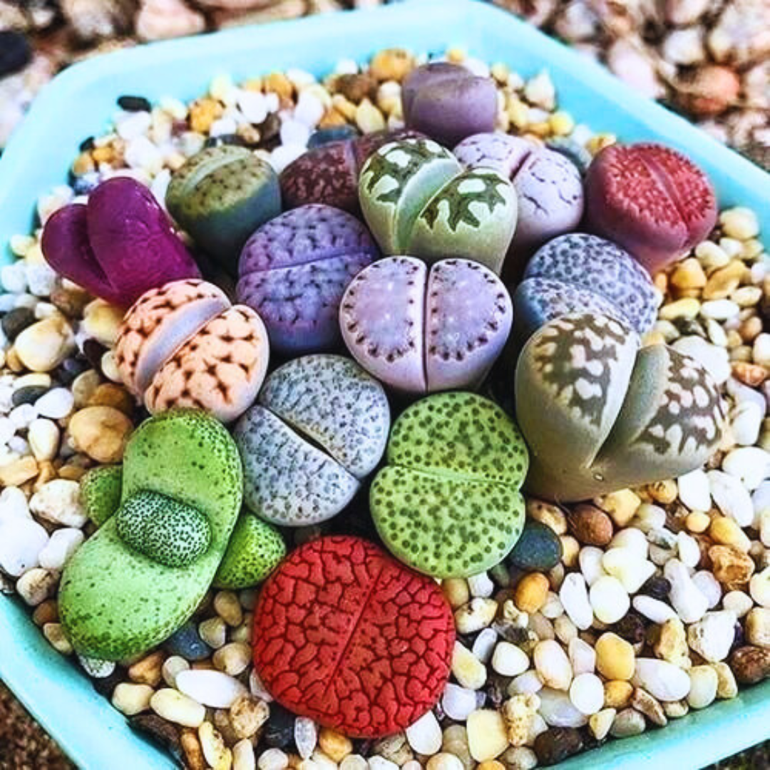 Sementes de Cactos Pedra ou Pedra Viva - Plantas Suculentas Exóticas Lithops Raras 30 unidades