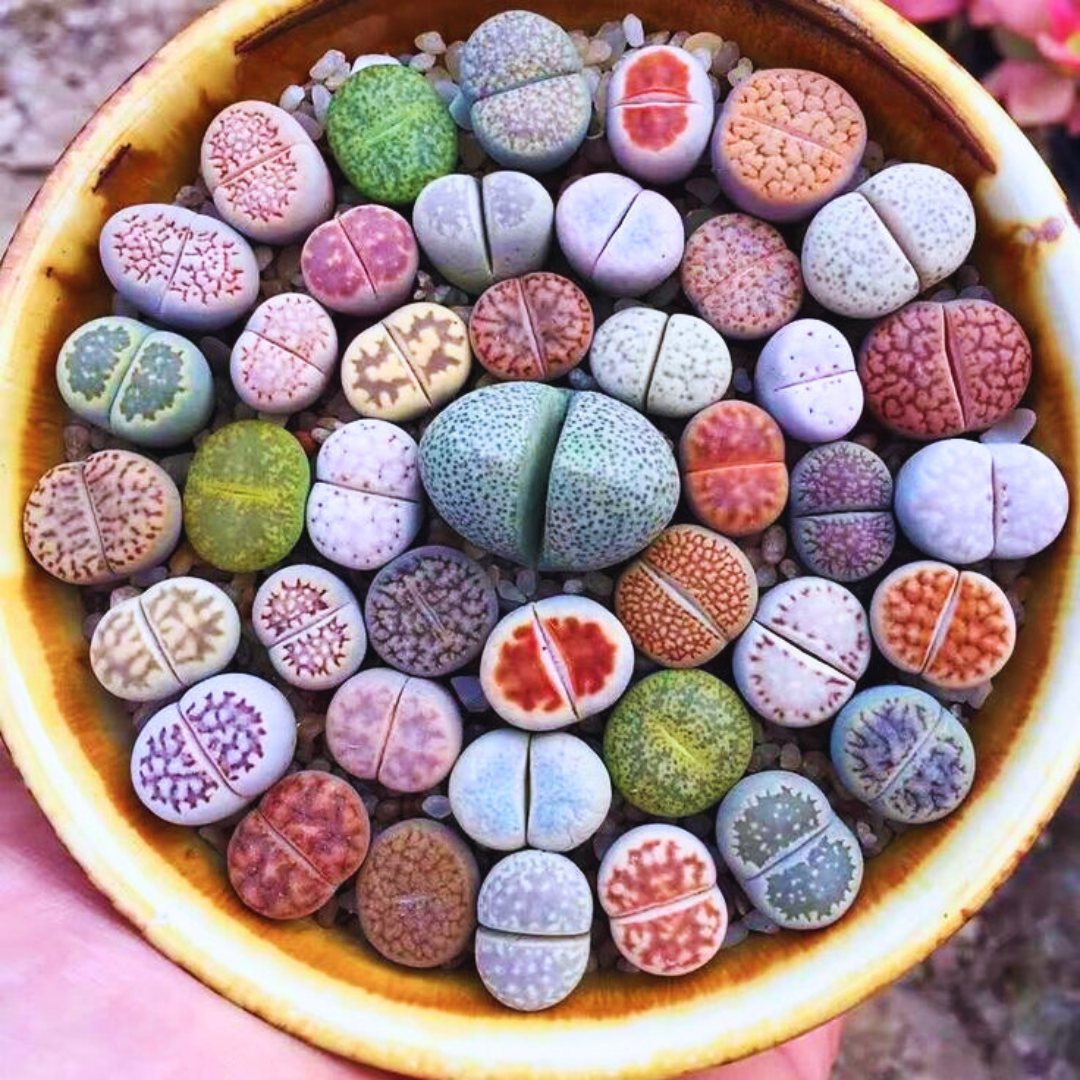 Sementes de Cactos Pedra ou Pedra Viva - Plantas Suculentas Exóticas Lithops Raras 30 unidades