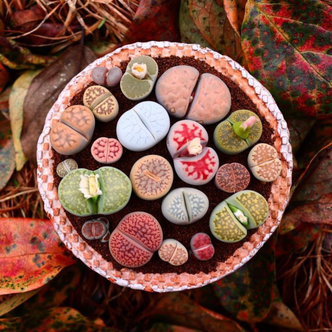 Sementes de Cactos Pedra ou Pedra Viva - Plantas Suculentas Exóticas Lithops Raras 30 unidades