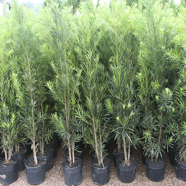 Podocarpo Cerca Viva 100 Sementes Selecionadas Com Alta taxa de Germinação Pinheiro De Buda + Manual de Plantio