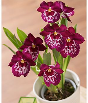 Orquídea Miltoniopsis Morris Chestnut – Pacote com 100 Sementes