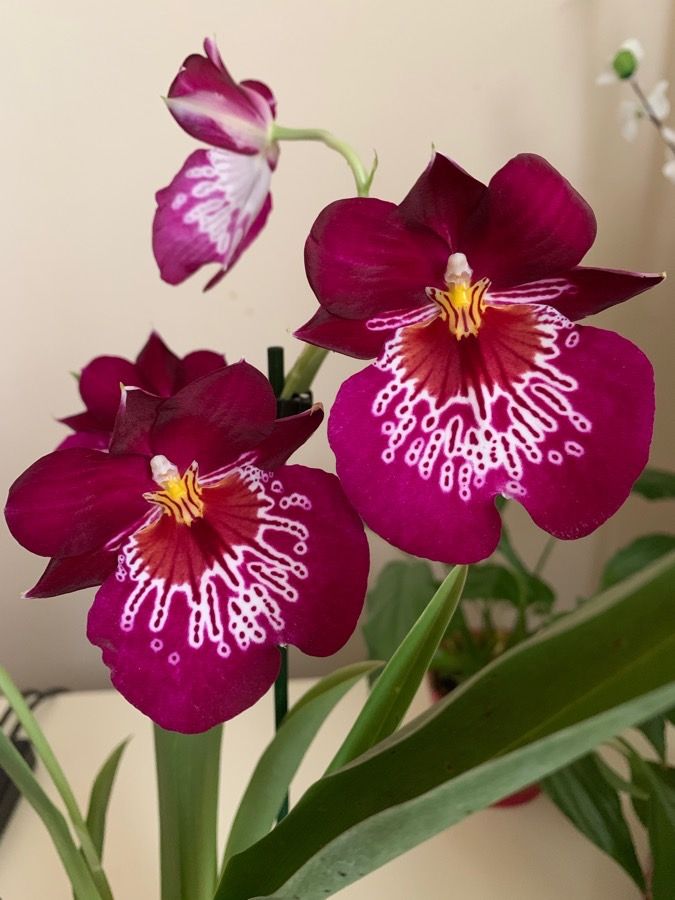Orquídea Miltoniopsis Morris Chestnut – Pacote com 100 Sementes