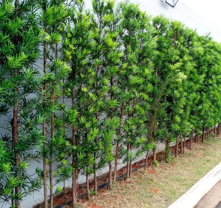 Podocarpo Cerca Viva 100 Sementes Selecionadas Com Alta taxa de Germinação Pinheiro De Buda + Manual de Plantio
