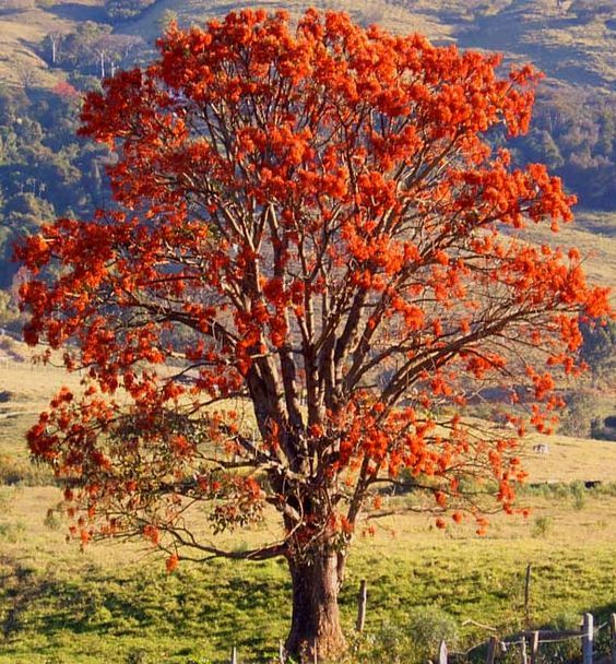 Sementes de Mulungu Eritrina