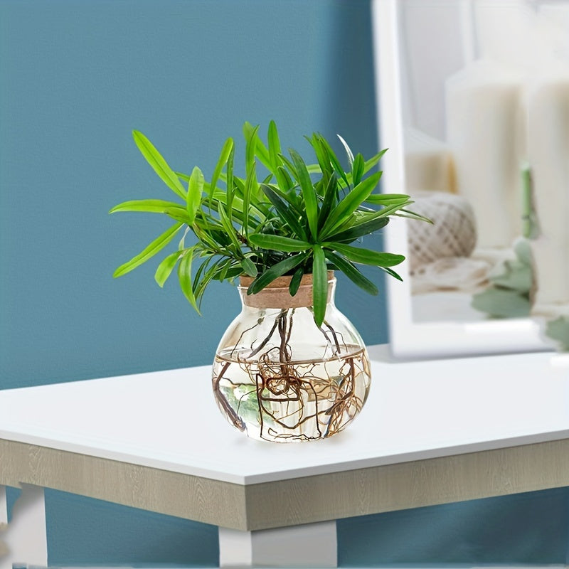 Vaso de Planta Hidropônico de Vidro Moderno