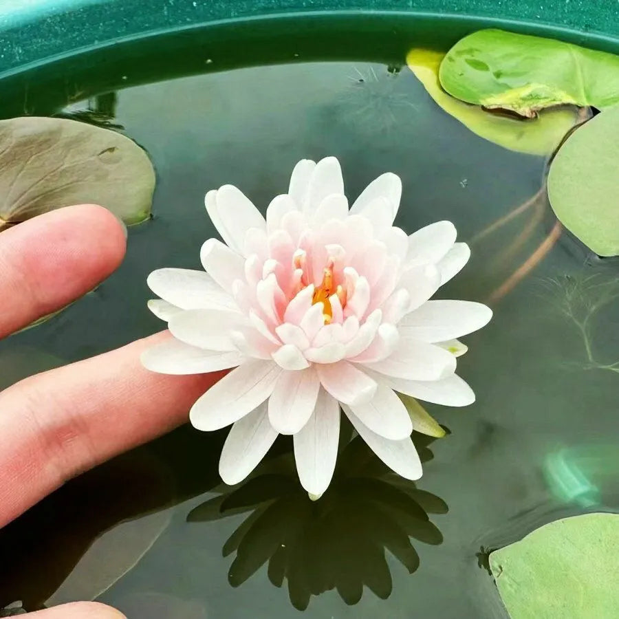 Flor de Lotus Significado De Pureza - Sementes Selecionadas