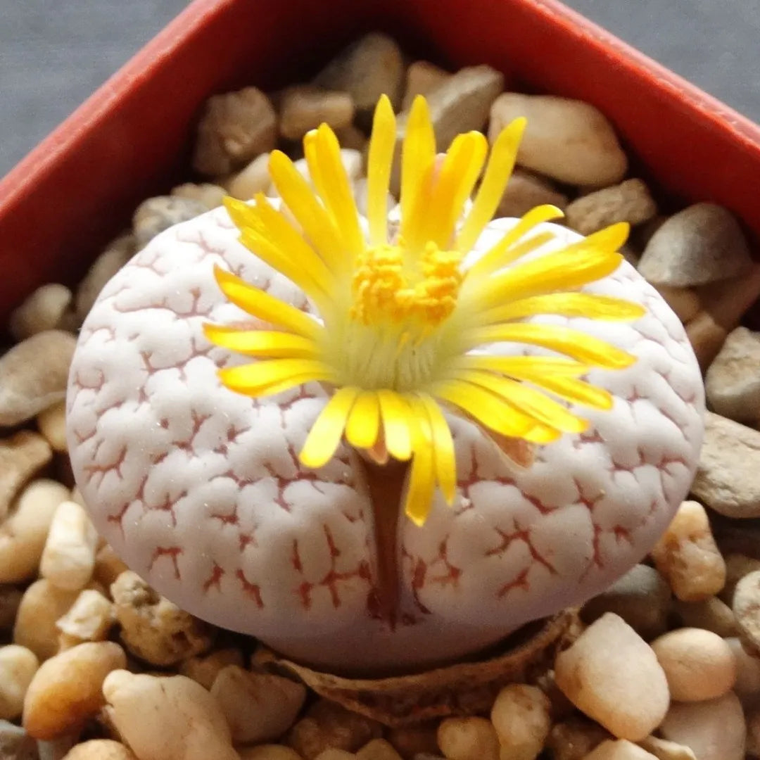Sementes de Cactos Pedra ou Pedra Viva - Plantas Suculentas Exóticas Lithops Raras 30 unidades