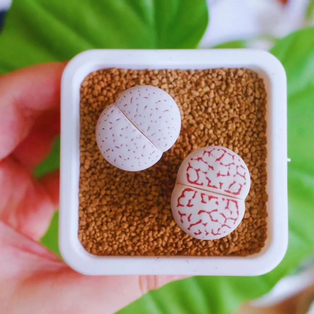 Sementes de Cactos Pedra ou Pedra Viva - Plantas Suculentas Exóticas Lithops Raras 30 unidades