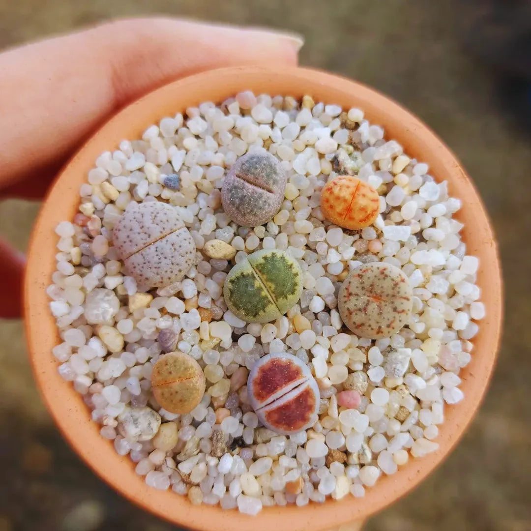 Sementes de Cactos Pedra ou Pedra Viva - Plantas Suculentas Exóticas Lithops Raras 30 unidades
