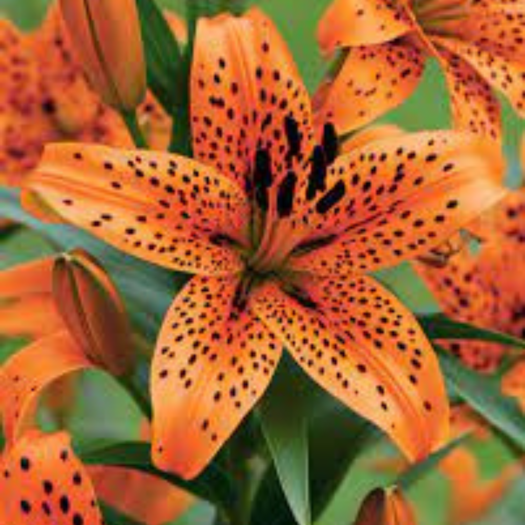 Lírio Laranja Tigre Magia Noturna Sementes Raras de Alta Germinação