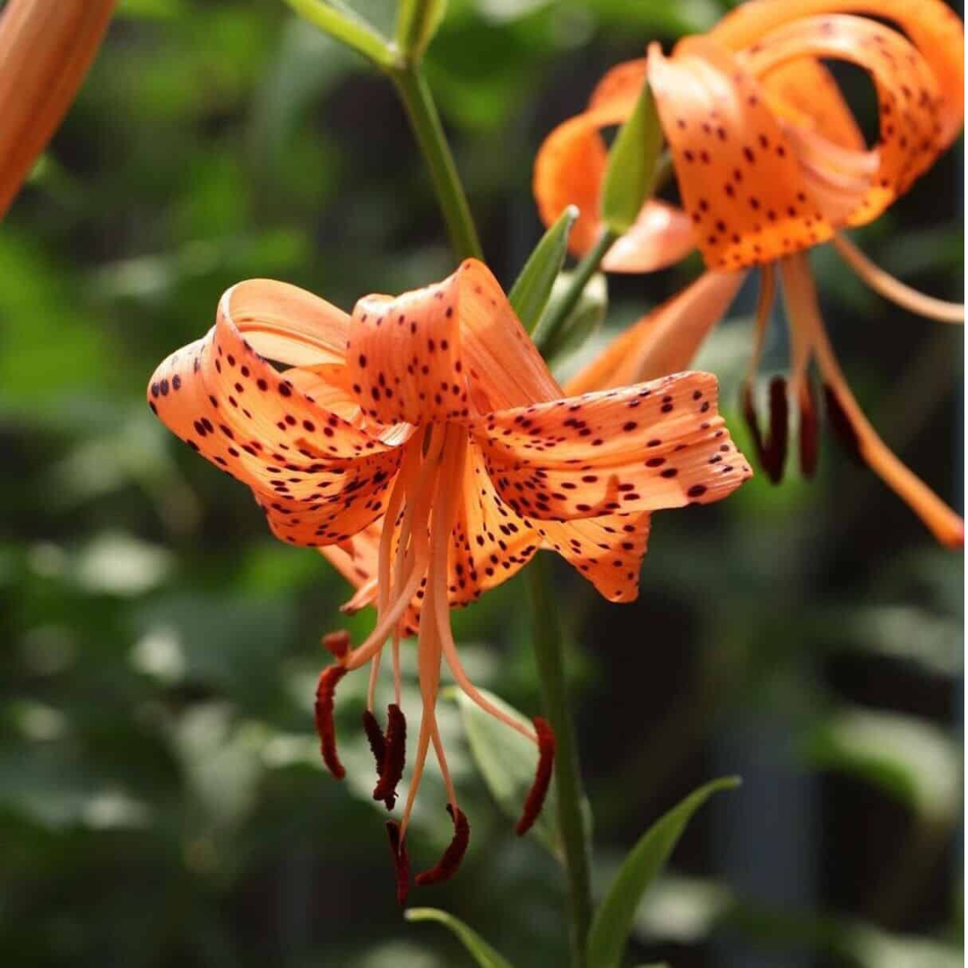 Lírio Laranja Tigre Magia Noturna Sementes Raras de Alta Germinação