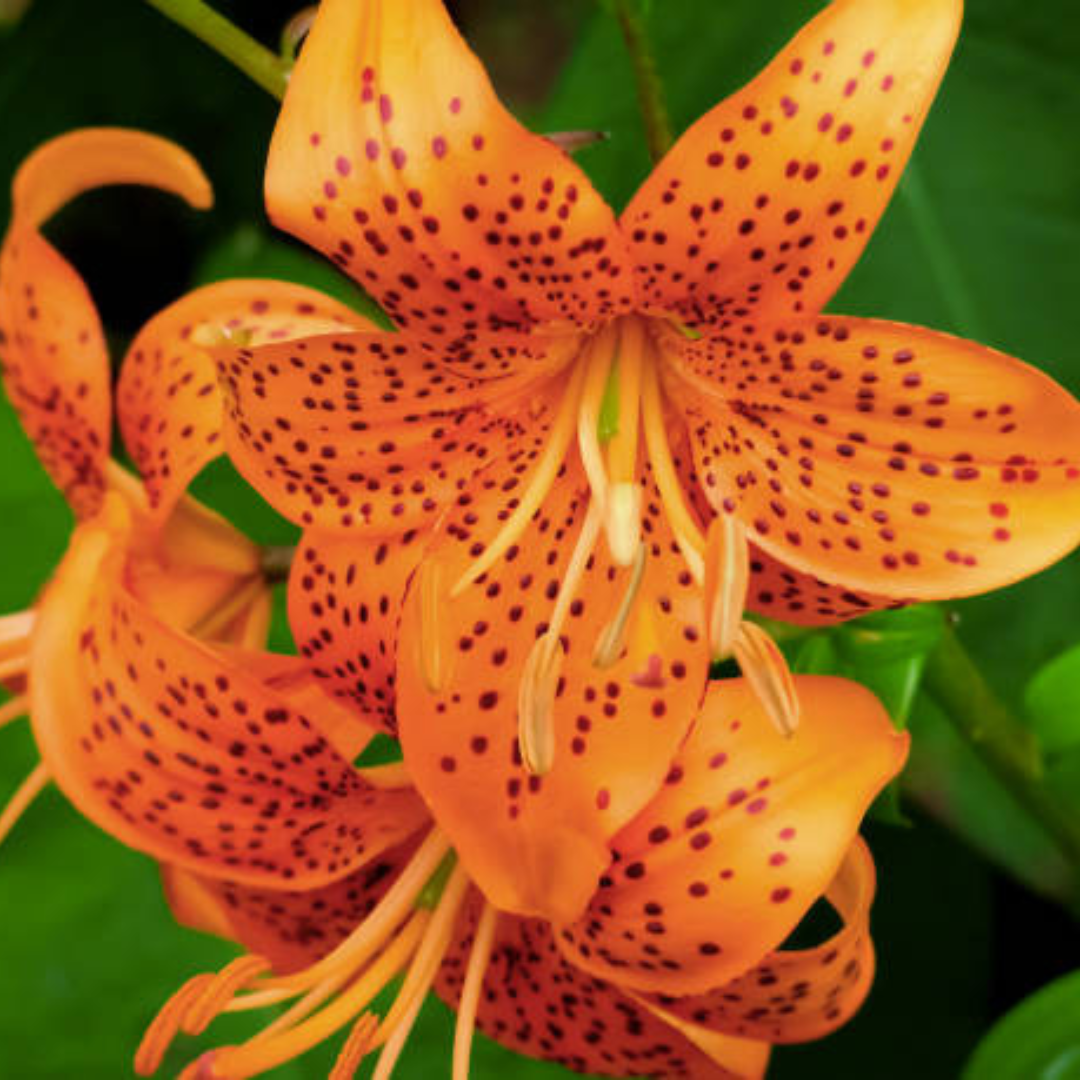 Lírio Laranja Tigre Magia Noturna Sementes Raras de Alta Germinação