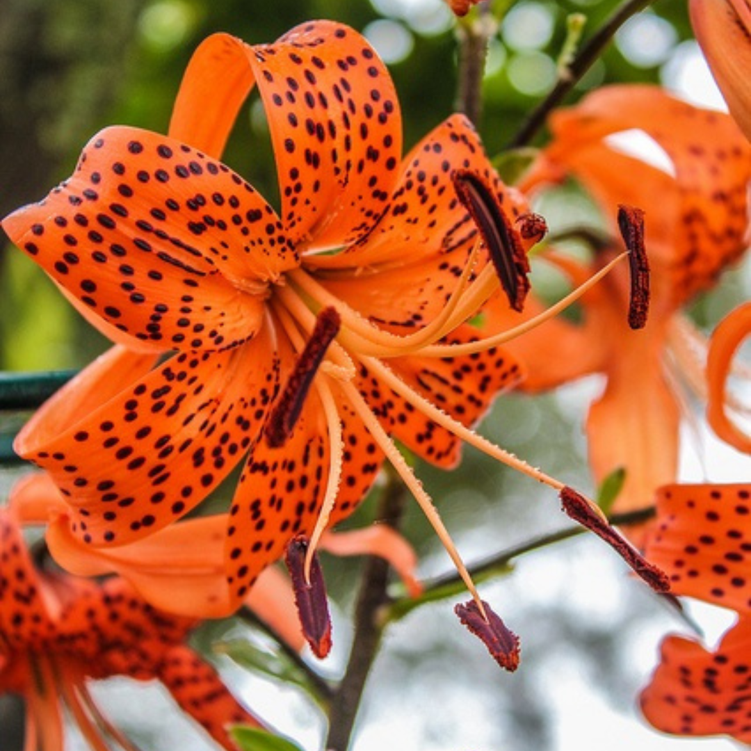 Lírio Laranja Tigre Magia Noturna Sementes Raras de Alta Germinação