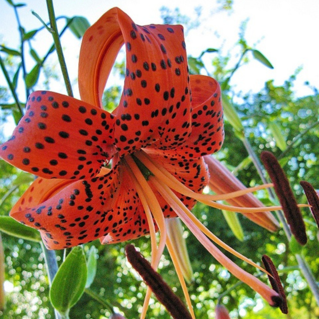 Lírio Laranja Tigre Magia Noturna Sementes Raras de Alta Germinação