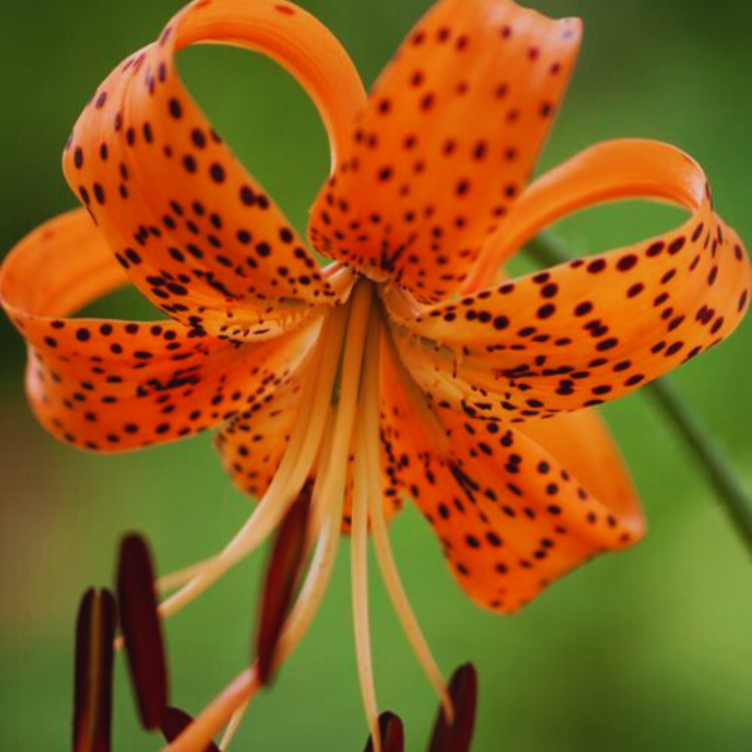 Lírio Laranja Tigre Magia Noturna Sementes Raras de Alta Germinação