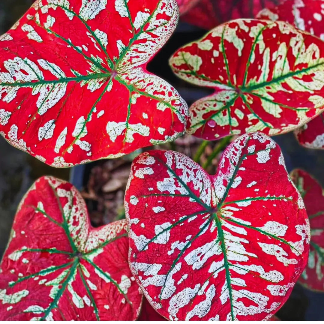 Sementes Raras de Caladium Rubi Nevado - Kit 100 Unidades + Manual Completo + Frete Grátis