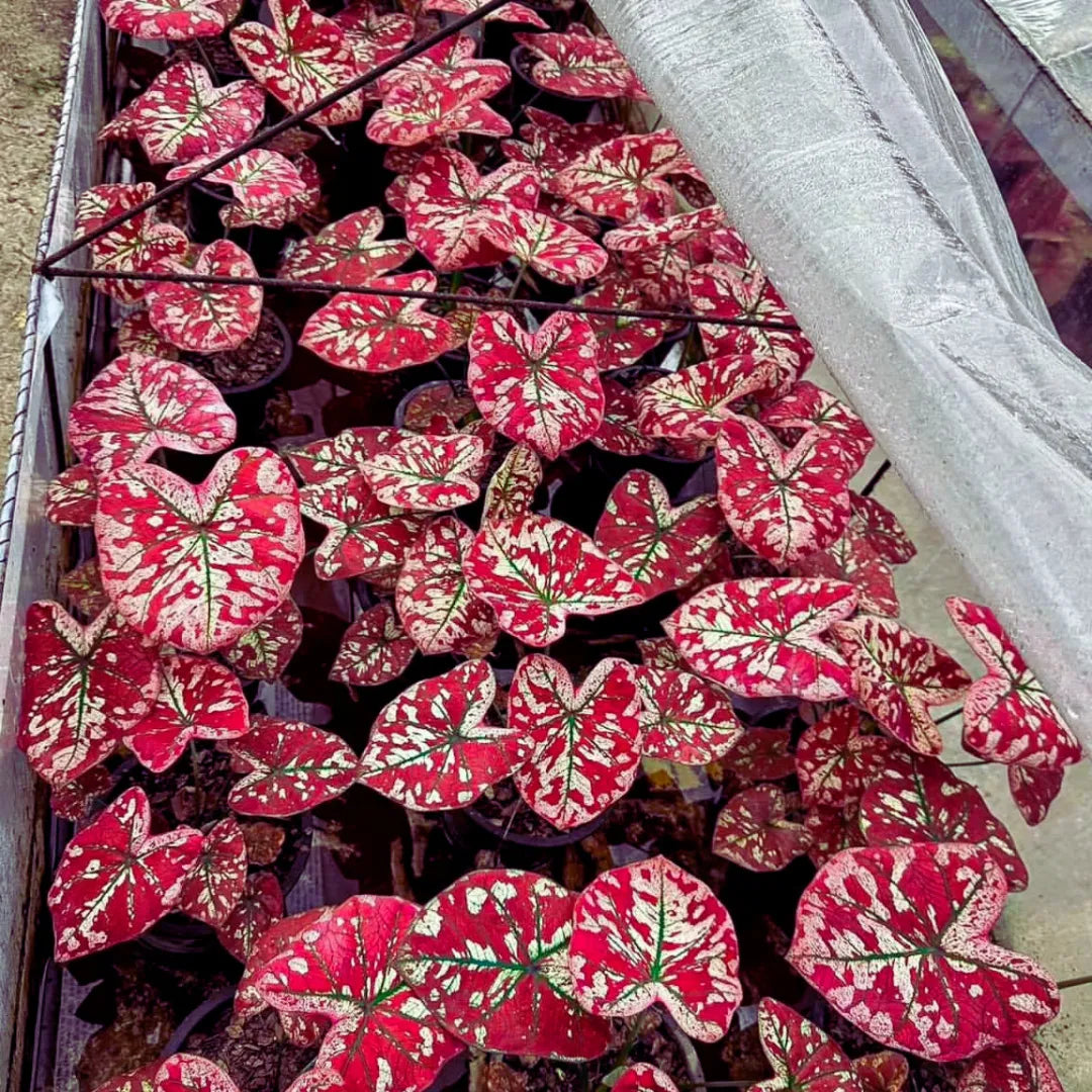 Sementes Raras de Caladium Rubi Nevado - Kit 100 Unidades + Manual Completo + Frete Grátis