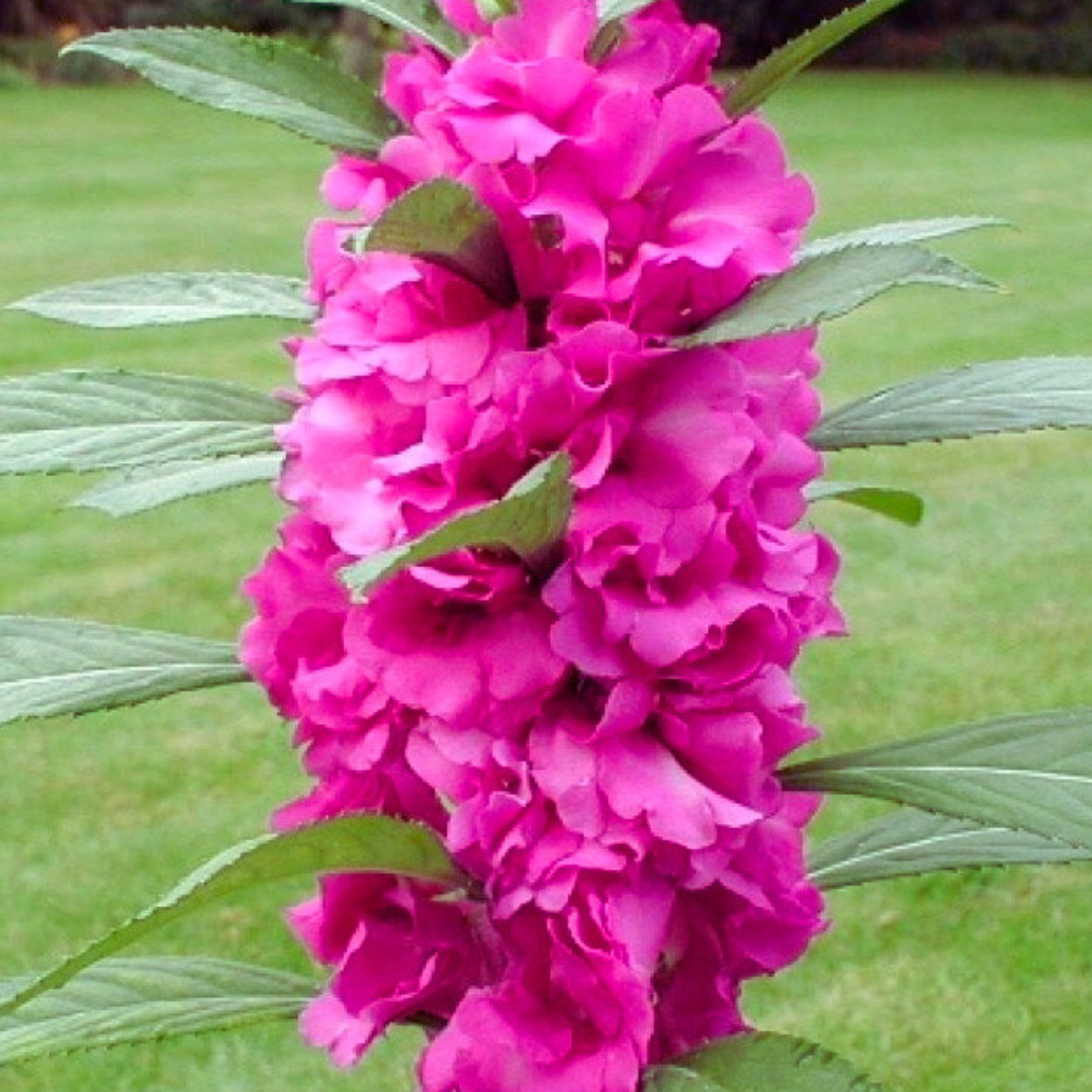 Beijo-de-Frade Dobrado – 400 Sementes de Impatiens Flor de Camélia