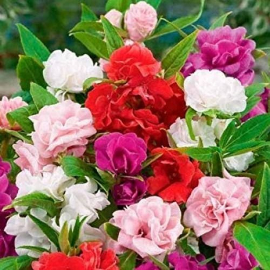 Beijo-de-Frade Dobrado – 400 Sementes de Impatiens Flor de Camélia