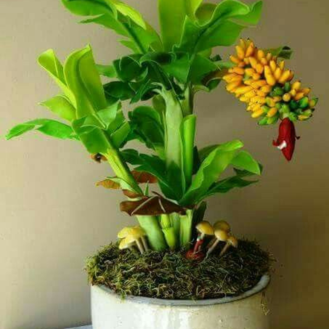 Mini Bananeira – 100 Sementes Raras - Perfeita para Cultivo em Vaso ou Estilo Bonsai