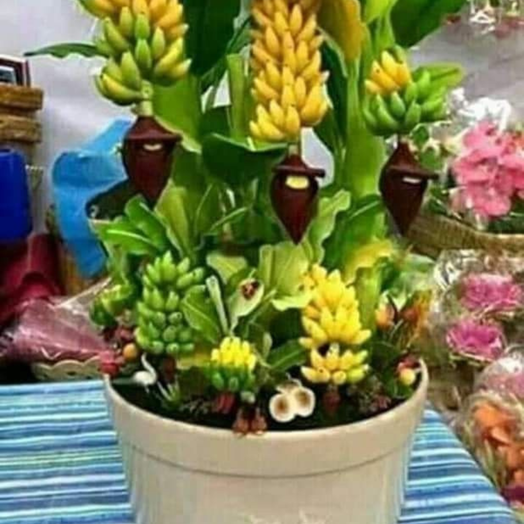 Mini Bananeira – 100 Sementes Raras - Perfeita para Cultivo em Vaso ou Estilo Bonsai