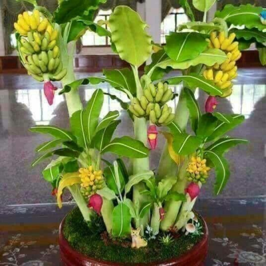 Mini Bananeira – 100 Sementes Raras - Perfeita para Cultivo em Vaso ou Estilo Bonsai