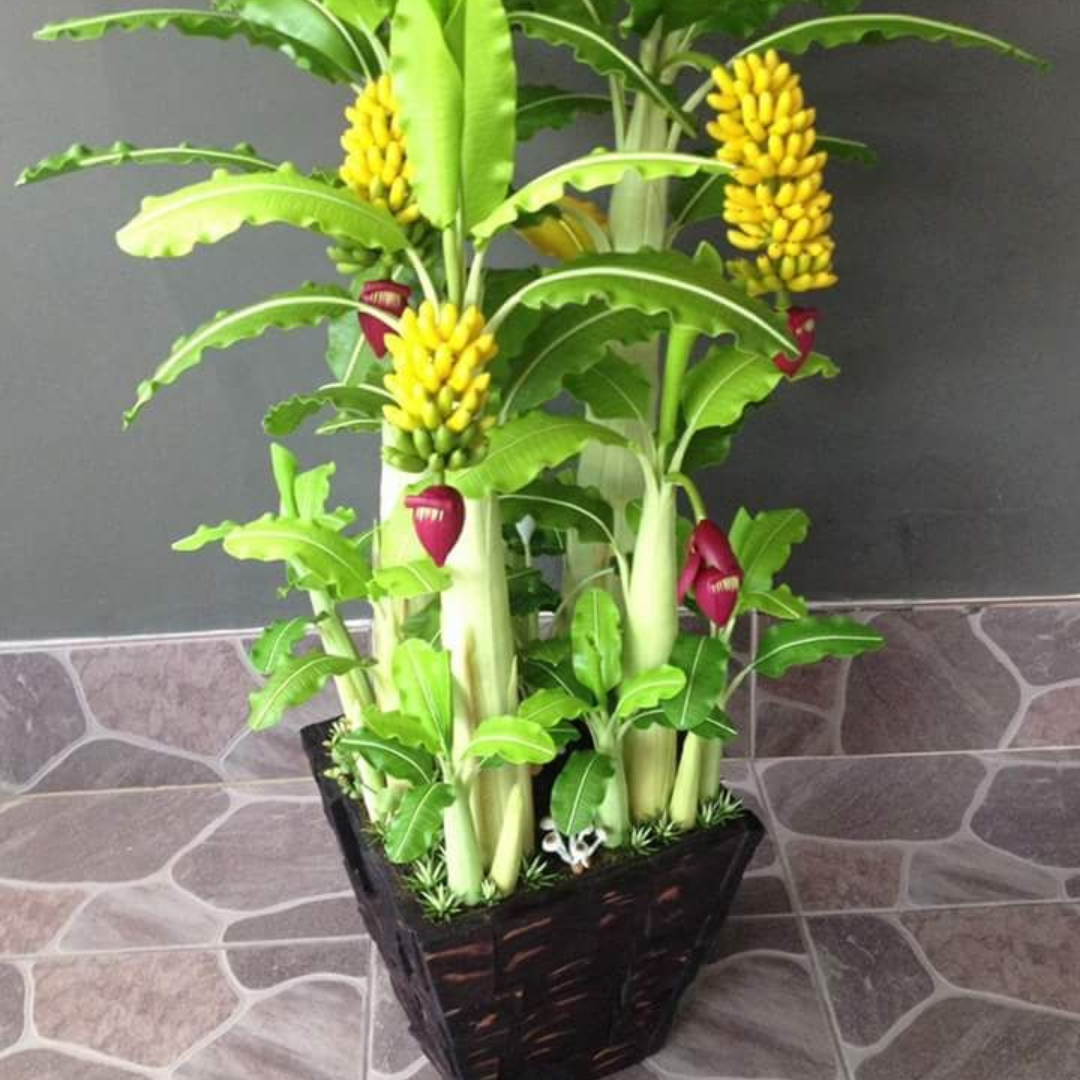 Mini Bananeira – 100 Sementes Raras - Perfeita para Cultivo em Vaso ou Estilo Bonsai