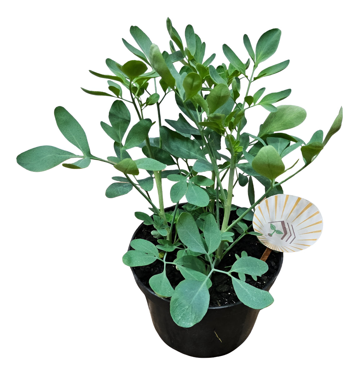 Muda Arruda Orgânico - Planta Medicinal