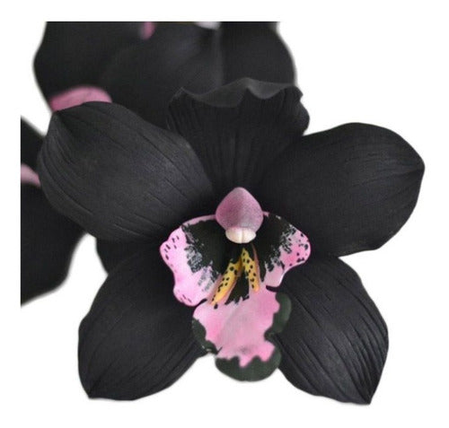 Muda de Orquídea Negra Cymbidium Kiwi Midnight