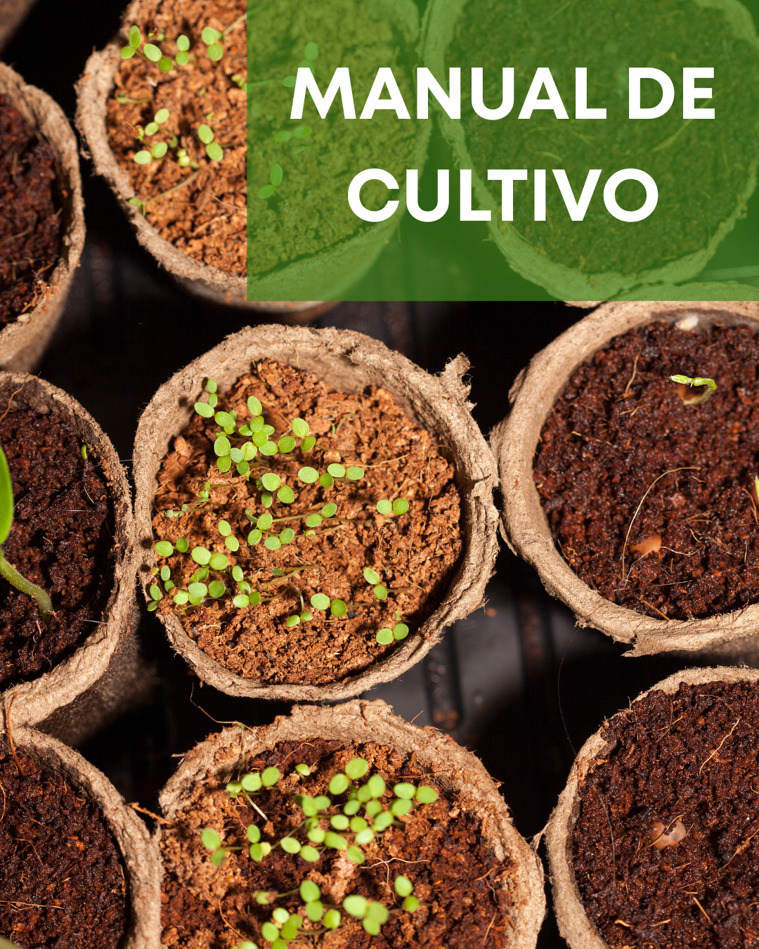 Sementes de Cactos Pedra ou Pedra Viva - Plantas Suculentas Exóticas Lithops Raras 30 unidades