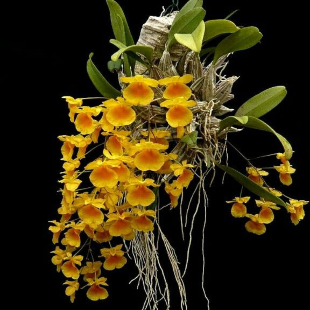 Kit 2 Mudas De Orquidea Thyrsiflorum E Agregatum
