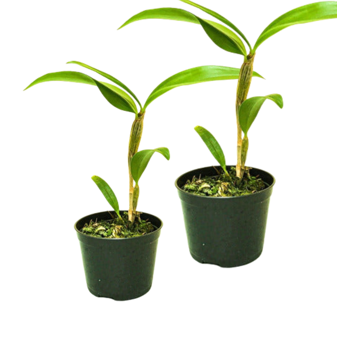 Kit 2 Mudas De Orquidea Thyrsiflorum E Agregatum