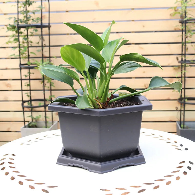 Vasos Clássicos de Plástico com Efeito Argila Roxa para Suculentas e Plantas