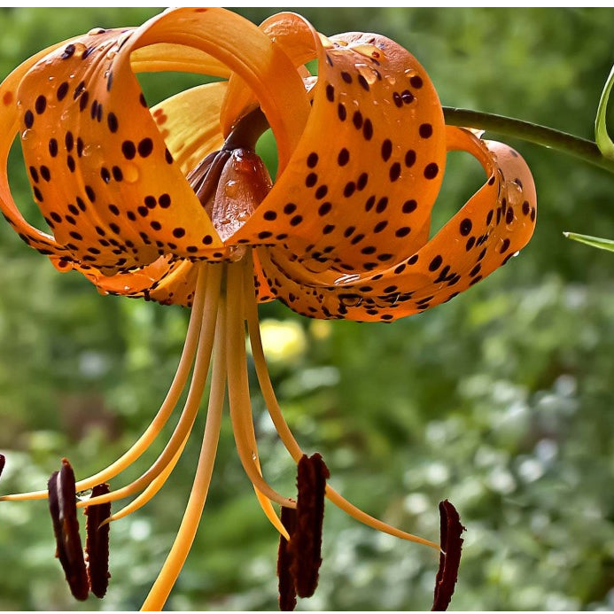 Lírio Laranja Tigre Magia Noturna Sementes Raras de Alta Germinação