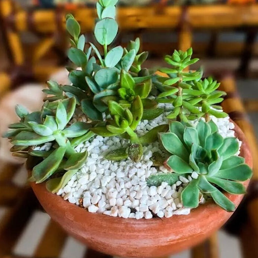 Pedrinhas Brancas para Vasos de Plantas 1kg