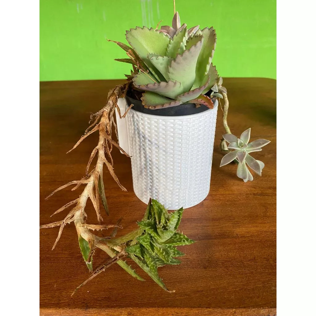 Vaso Parede para Plantas Jardim Vertical