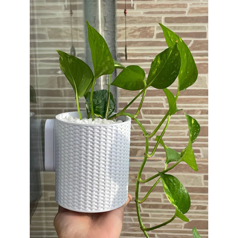 Vaso Parede para Plantas Jardim Vertical