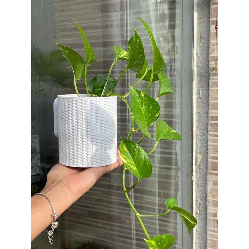 Vaso Parede para Plantas Jardim Vertical
