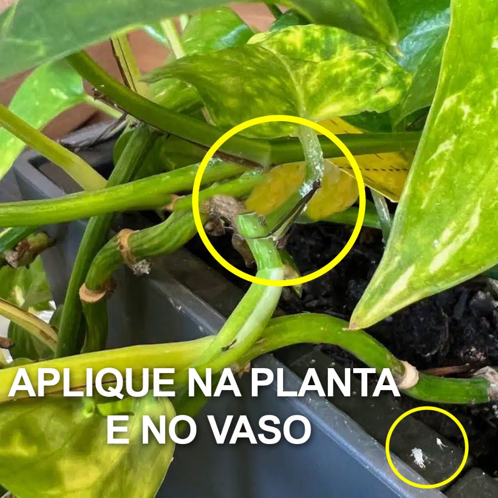 Mata Cochonilha Líquido 100% Natural - Rende 20 Litros