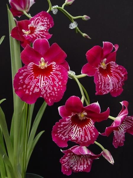 Orquídea Miltoniopsis Morris Chestnut – Pacote com 100 Sementes