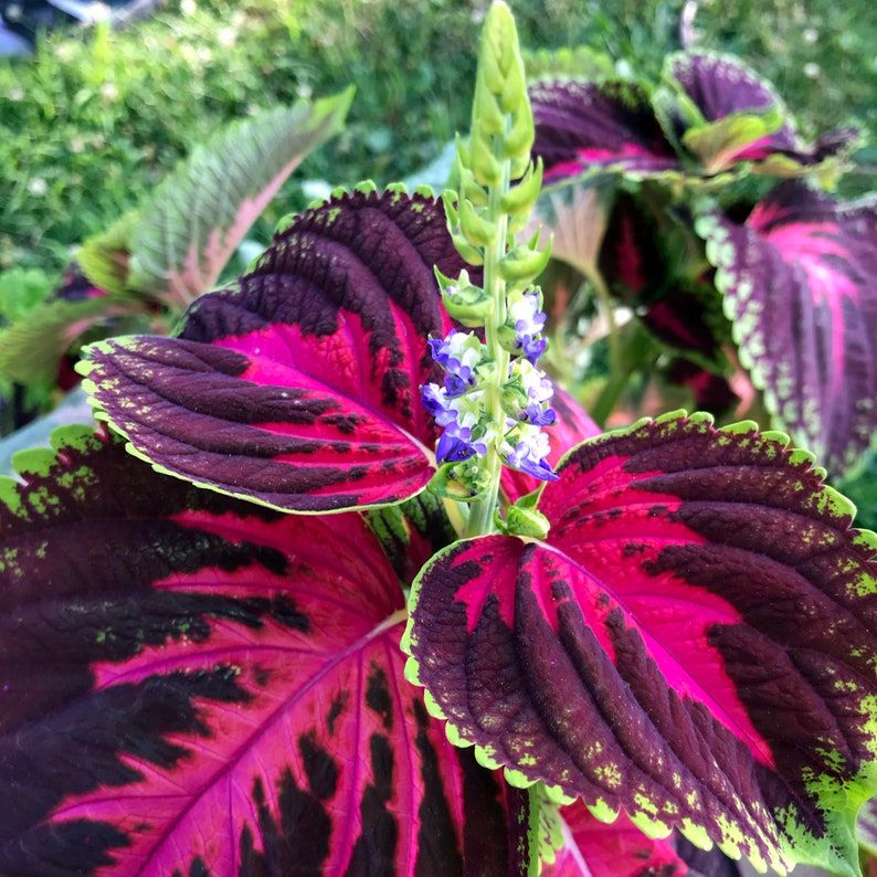 Coléus Colorido – Coração-Magoado 300 Sementes Raras para Cultivo em Casa, Jardim ou Paisagismo