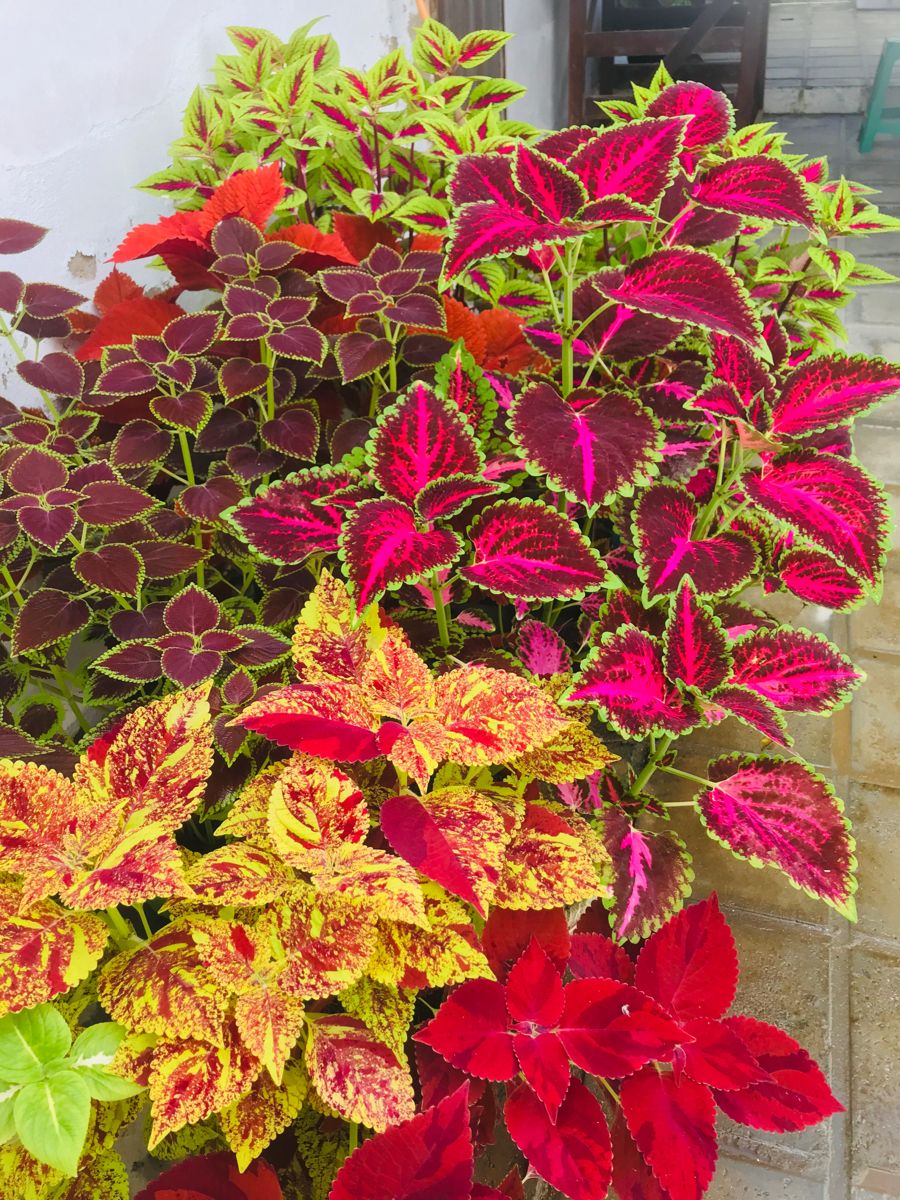 Coléus Colorido – Coração-Magoado 300 Sementes Raras para Cultivo em Casa, Jardim ou Paisagismo