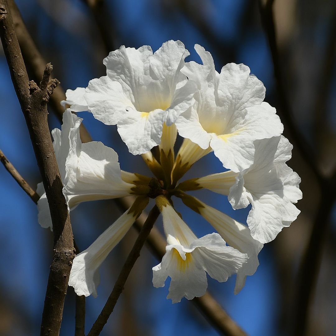Muda de Ipê Branco – Planta Rara, Elegante e de Grande Valor Ornamental