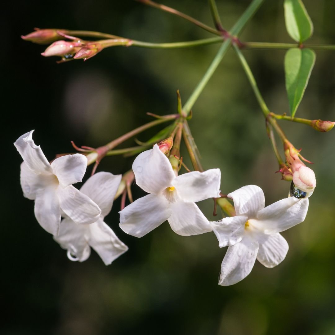 Muda de Jasmim dos Poetas – Flores Aromáticas Durante Todo o Ano
